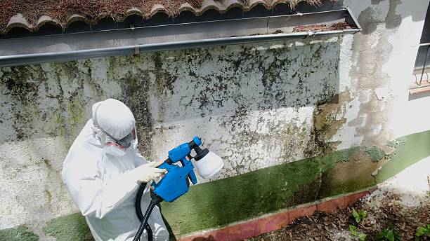 Top rated local Mold Cleanup specialists in Spencerville, MD